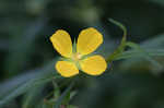 Carolina primrose willow